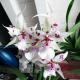 Орхидея Камбрия: уход в домашних условиях Уход за орхидеей камбрией