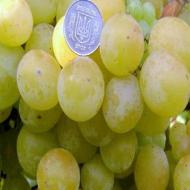Сорт винограда Кеша- описание обрезка и уход