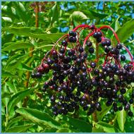 Бузина черная в саду – виды и сорта, посадка, рецепты Бузина красная декоративные деревья и кустарники