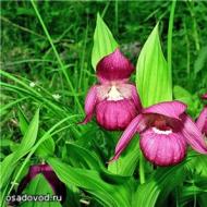 Лучшие виды орхидей венерин башмачок для вашего сада Венерин башмачок: уход за растением