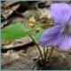 Цветок «Виола»: виды с фото, выращивание, посадка и уход