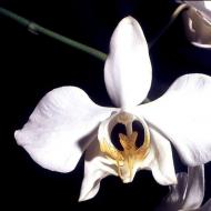Редкие и необычные сорта орхидей — описание и фото Необыкновенные орхидеи