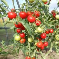 Сравнительный обзор лучших сортов помидор для теплицы из поликарбоната и их описания