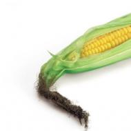 Лучшие сорта кукурузы: фото, описание Какие сорта кукурузы бывают